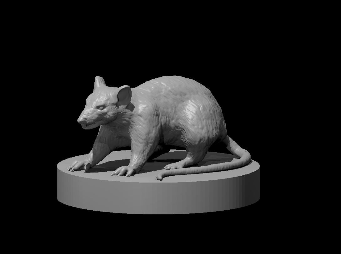 Giant Rat miniature model for D&D - Dungeons and Dragons, Pathfinder and Tabletop RPGs